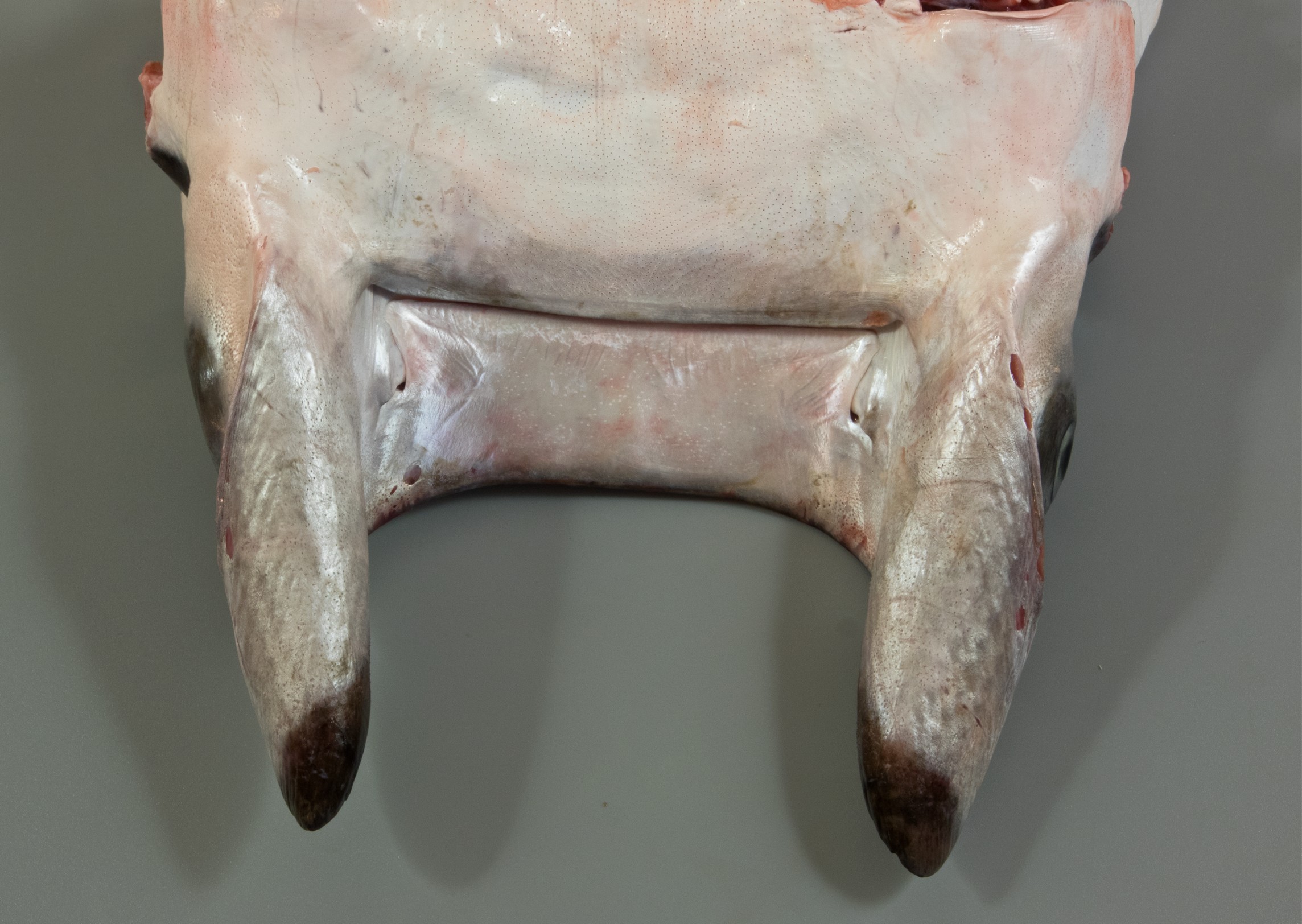 Mobula kuhlii, head width 13.5 cm, underside of head, Socotra: Hadibo; S.V. Bogorodsky & U. Zajonz